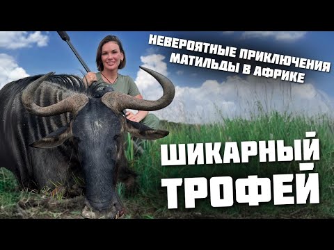 Видео: Буйвол для бедных ДОБЫТ | Антилопа Гну | ОХОТА В АФРИКЕ