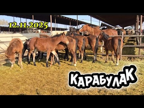 Видео: Қарабұлақ. Жылқы базар 12.11.2025