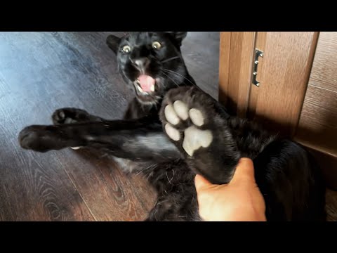 Видео: Я вернулась к девочкам 😸 Катаемся по деревне😁🐾