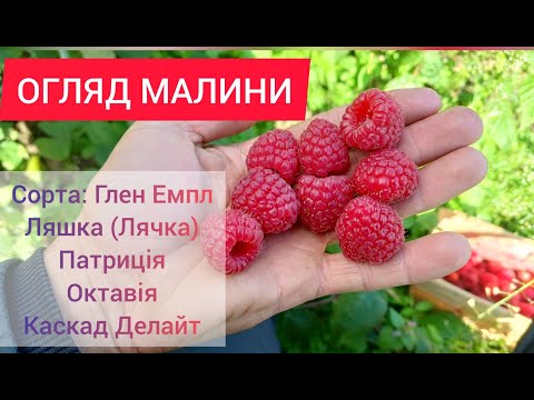 Видео: Результати підживлення та огляд літньої малини. Глен Емпл, Ляшка, Патриція, Октавія, Каскад Делайт