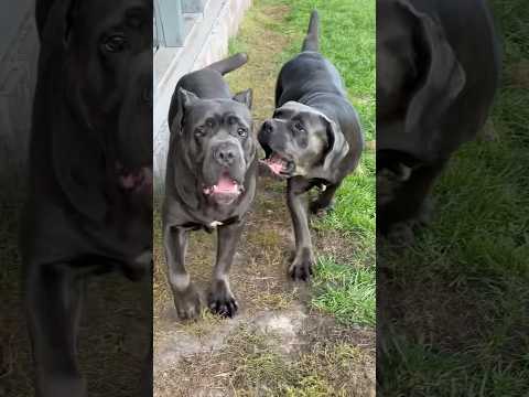 Видео: Зефирий недотрога 🤣 #канекорсо #canecorso #суперсобака #puppy #canecorsolove #mastiff #щенок