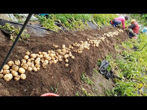 Видео: День в корейской деревне, сбор гороха, копка картофеля и поедание риса с желудевым желе