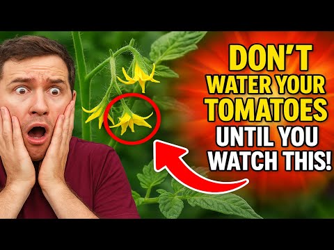 Видео: Не поливайте помидоры, пока не посмотрите это! 💧 7 причин, почему у вас цветут помидоры, но нет