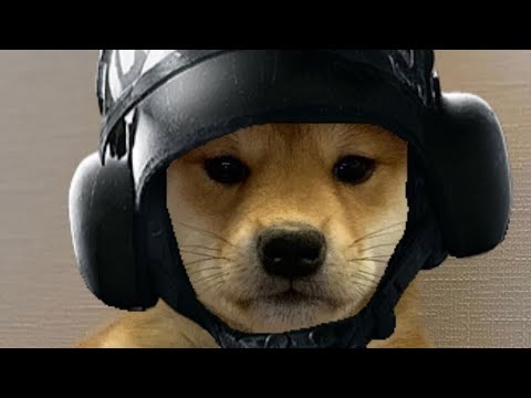 Видео: Белуга сборник на час!