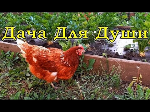 Видео: КУРИНЫЙ ПОМЁТ как удобрение на огороде🐓🐓🐓