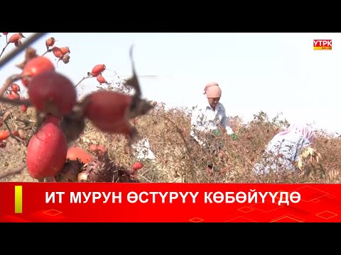 Видео: ИТ МУРУН ӨСТҮРҮҮ КӨБӨЙҮҮДӨ