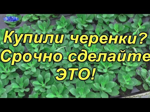 Видео: Что делать, что бы черенки не пропали после покупки?