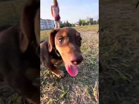 Видео: #dog 🐶😍✌️Песик твікс сьогодні гуляв