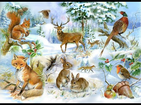 Видео: Как зимуют звери в лесу .