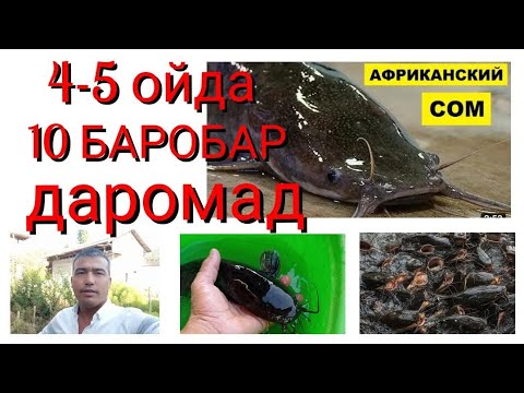 Видео: Laqqa baliq. Африканские сом.