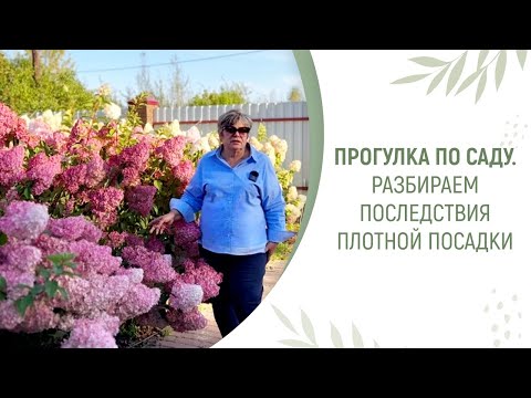 Видео: ПРОГУЛКА ПО САДУ. РАЗБИРАЕМ ПОСЛЕДСТВИЯ ПЛОТНОЙ ПОСАДКИ