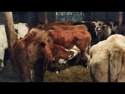 Видео: Екі сиыр сатып алдық .Симментал сиырлар,бордақы бұқалар.