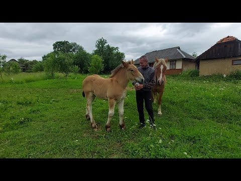 Видео: 🎬Продаж💰Дуже красиві коні в Печеніжині📍в Ярослава💣👍🔥💪