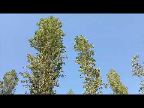 Видео: Асабларни дам олдиргани келдим.