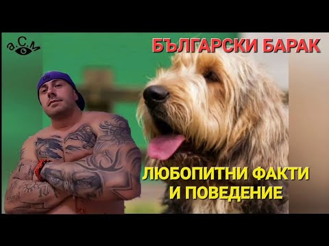 Видео: БЪЛГАРСКИ БАРАК - ЛЮБОПИТНИ ФАКТИ И ПОВЕДЕНИЕ    а.С.м