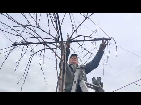 Видео: Четырех рукавная формировка виноградного куста на высоком штамбе.