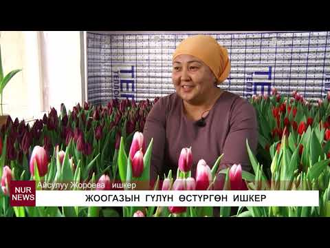 Видео: ЖООГАЗЫН  ГҮЛҮН  ӨСТҮРГӨН  ИШКЕР