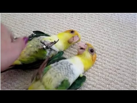 Видео: Игра с детским каиком