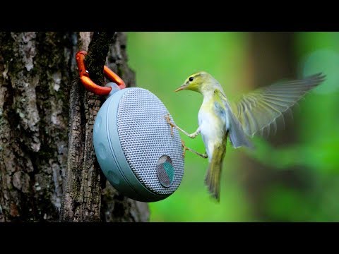 Видео: Привлечение птиц на голос: как не навредить? #ГолосаПтиц 0