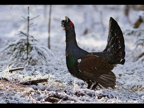 Видео: Поиск ТОКа глухаря (полная версия)