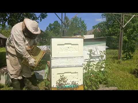 Видео: Пчеловодство - Забрал майский мёд и выпустил маток из изоляторов