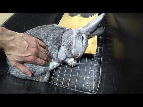 Видео: ПАСТЕРЕЛЛЕЗ: ЛЕЧЕНИЕ, ЛЕКАРСТВА, СТОИМОСТЬ, ЦЕЛЕСООБРАЗНОСТЬ