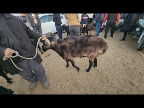 Видео: 3 ноября 2024 г. ТУРТКУЛЬ КУЙ БОЗОР НАРХЛАРИ