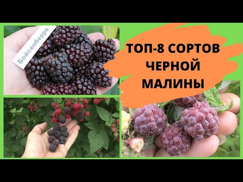 Видео: ТОП 8 сортов черной малины