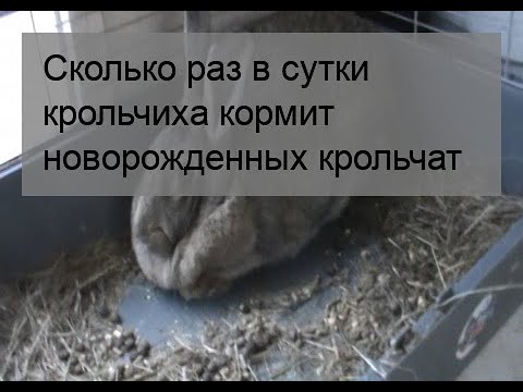 Видео: Сколько раз в сутки крольчиха кормит новорожденных крольчат