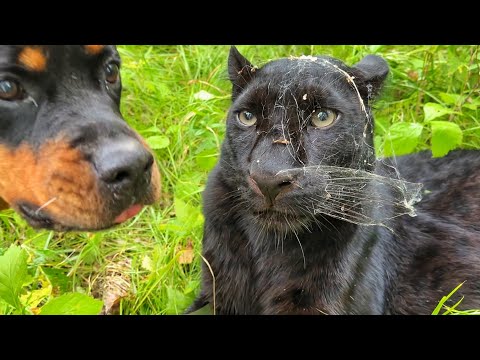 Видео: Пантера Луна и её любимые забавы🐈‍⬛🎉
