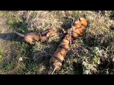Видео: Лиса на растяжке и попала "в плен живой". Жесткошерстные таксы.