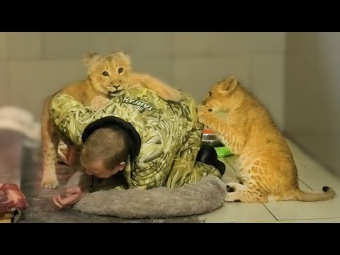 Видео: Шерхан ЗАЩИЩАЕТ Олега Зубкова! Но за играми Асады этого никто не заметил! Удивительные львята Тайган