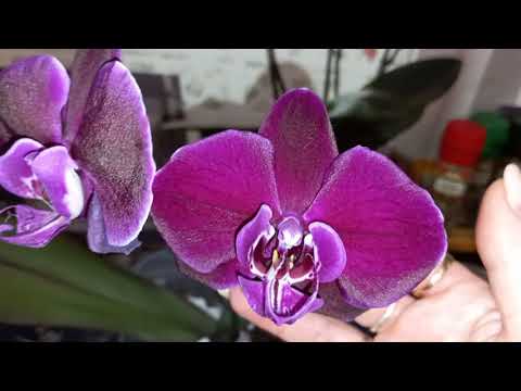 Видео: Жизнь ОРХИДЕЙ Без Субстрата/ Как Напоить / ВСЕ плюсы и МИНУСЫ .ЦВЕТУЩИЕ Круглый год.