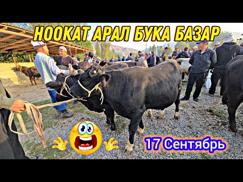 Видео: Ноокат Арал Бука Базары 😱 17 Сентябрь 