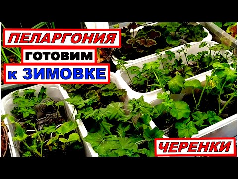 Видео: Вырезала, выкинула, начеренковала. Готовлю ПЕЛАРГОНИЮ к зимовке