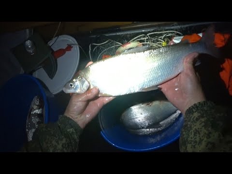 Видео: РЫБАЛКА СЕТЯМИ НА СЕВЕРЕ. Ловил сига и приехали ПОГРАНИЧНИКИ. Fishing