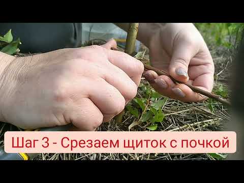 Видео: Окулировка (прививка) сливы методом вприклад: пошаговый мастер-класс для новичков!🫒✂️