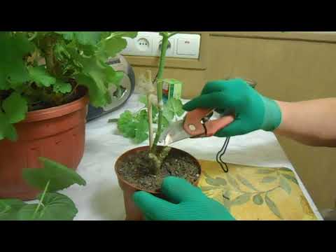 Видео: Обрезка пеларгонии в феврале.