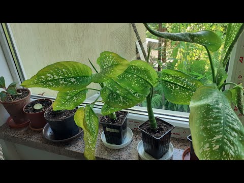 Видео: 🌿 Диффенбахия. Размножение,омолаживание.