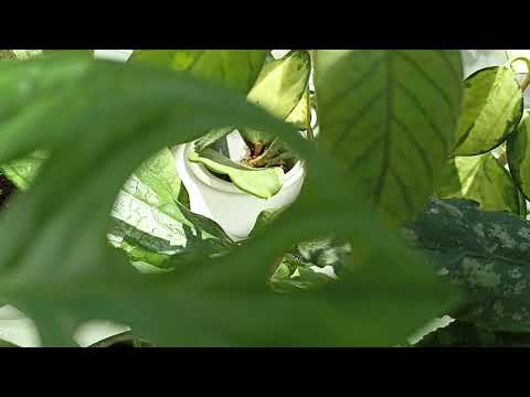 Видео: Комнатные Растения На Кухне В Сентябре