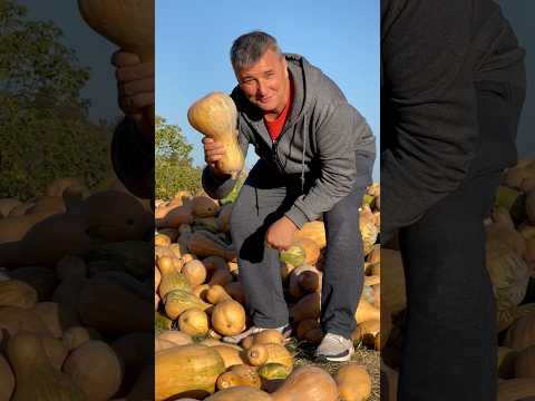 Видео: Я просто беру ТЫКВУ с ТВОРОГОМ и получаю НЕЖНЕЙШУЮ ЗАПЕКАНКУ #рецепт #рецепты #рек #рекомендации