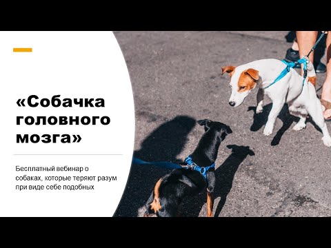 Видео: Вебинар "Собачка головного мозга"