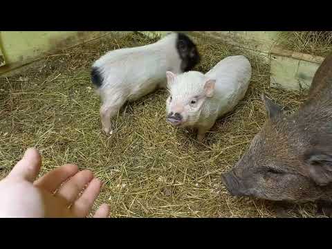 Видео: Болтаем о мини  пигах, кто такие мини-пиги, какими вырастают.