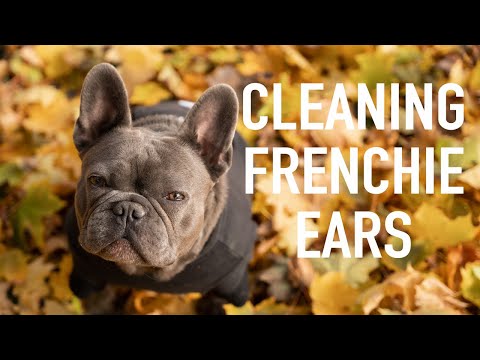 Видео: Как чистить уши французскому бульдогу | Французский бульдог | Просто совет во вторник