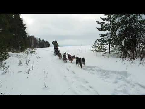 Видео: Зимняя охота на кабана с лайками