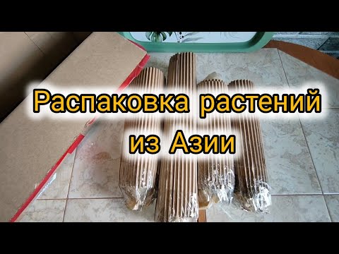 Видео: Распаковка посылки с новыми растениями из Азии