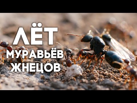 Видео: ЛОВИМ МАТОК МУРАВЬЁВ ЖНЕЦОВ! ЛЁТ МУРАВЬЁВ Messor structor - В ПОИСКАХ МАТОК! \\ Димон и пумба