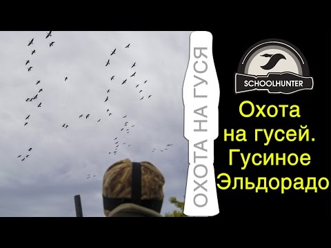 Видео: Охота на белощёкую казарку. Карелия, часть 1