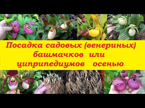 Видео: Посадка садовых (венериных) башмачков или циприпедиумов осенью