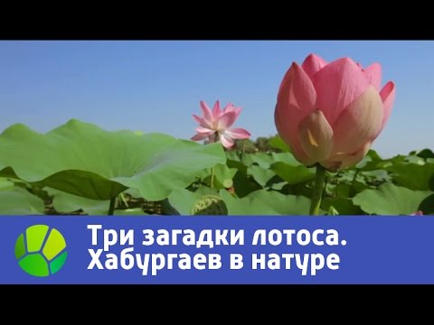 Видео: Три загадки лотоса - Хабургаев в натуре | Живая Планета